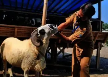 Puluhan Ekor Hewan Kurban Tak Sehat Ditemukan di Lebak
