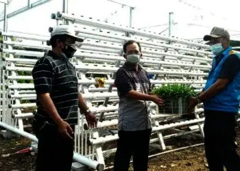 PT IKPP Beri Bantuan Hidroponik dan Budidaya Lele