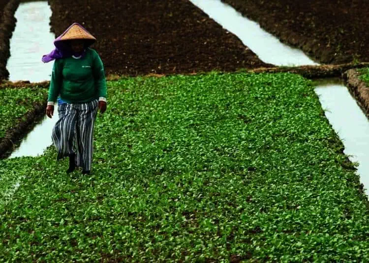 Panen Sayur Di Pinggir Bandara Internasional Soekarno-Hatta