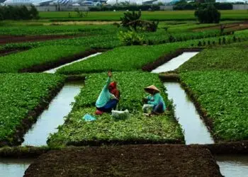Panen Sayur Di Pinggir Bandara Internasional Soekarno-Hatta