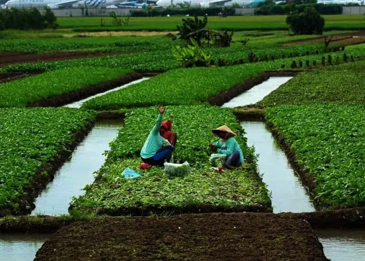 Panen Sayur Di Pinggir Bandara Internasional Soekarno-Hatta