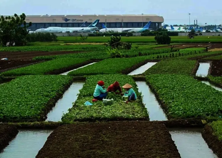 Panen Sayur Di Pinggir Bandara Internasional Soekarno-Hatta