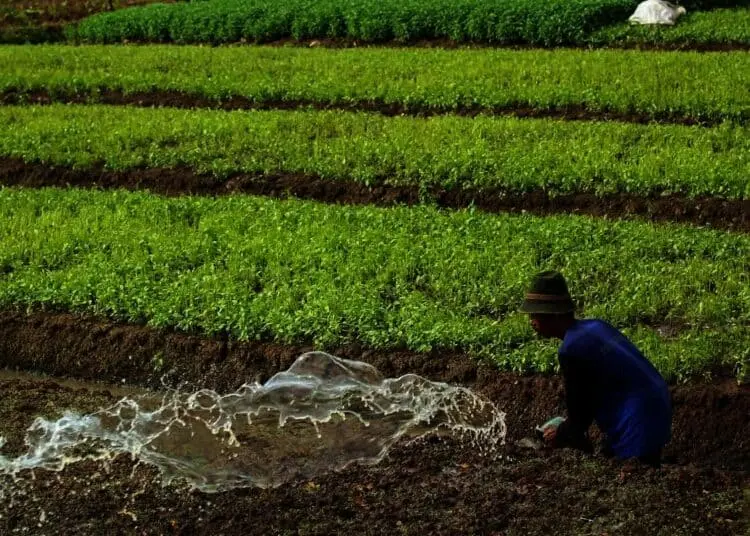 Panen Sayur Di Pinggir Bandara Internasional Soekarno-Hatta