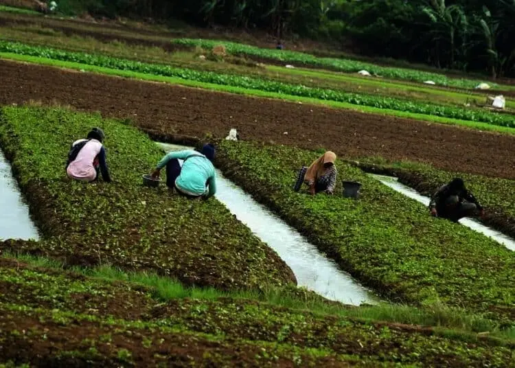 Panen Sayur Di Pinggir Bandara Internasional Soekarno-Hatta