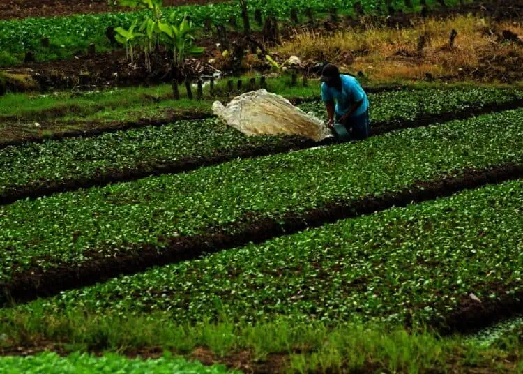 Panen Sayur Di Pinggir Bandara Internasional Soekarno-Hatta