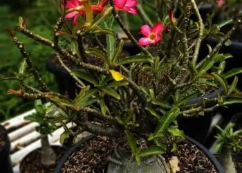 Dalam Sehari, Penjual Adenium di Karang Tengah Raup Rp10 Juta