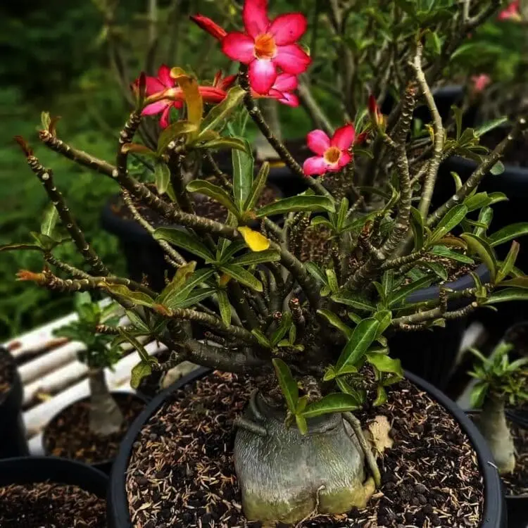 Dalam Sehari, Penjual Adenium di Karang Tengah Raup Rp10 Juta