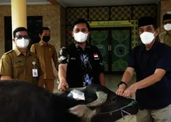 SERAHKAN HEWAN KURBAN–Wabup Pandeglang, Tanto Warsono Arban didampingi jajarannya, sedang menyerahkan satu ekor kerbau ke pengurus DKM Agung Ar-Rahman Pandeglang, di halaman kantor MUI Pandeglang, Senin (19/7/2021). (NIPAL SUTIANA/SATELITNEWS.ID)