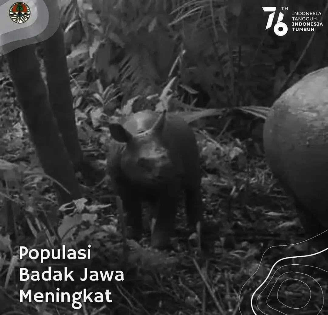 Kabar Gembira, Badak Jawa di TNUK Pandeglang Bertambah Dua Ekor Kabar Gembira, Badak Jawa di TNUK Pandeglang Bertambah Dua Ekor