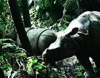 Kabar Gembira, Badak Jawa di TNUK Pandeglang Bertambah Dua Ekor