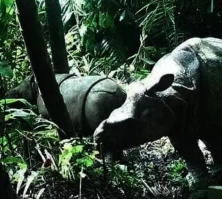 Kabar Gembira, Badak Jawa di TNUK Pandeglang Bertambah Dua Ekor