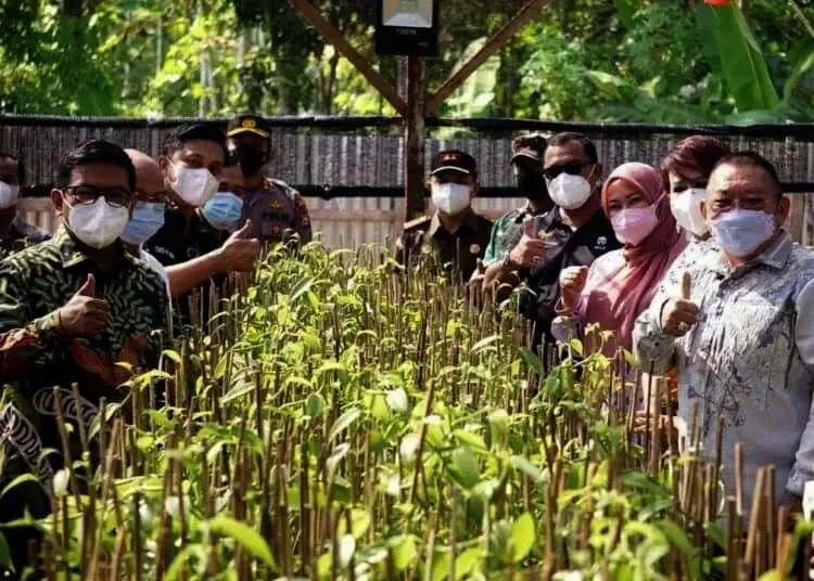 PERKEBUNAN VANILI–Bupati dan Wakil Bupati Pandeglang, Irna Narulita-Tanto Warsono Arban, meninjau produksi vanili bersama pihak perusahaan, di  Desa Citeureup, Kecamatan Panimbang, Kabupaten Pandeglang, Jumat (27/8/2021). (ISTIMEWA)