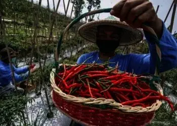 Petani panen cabai. (ISTIMEWA)