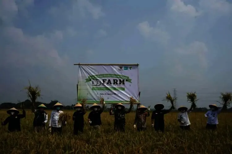 Libatkan Ratusan Petani, Panen Raya Program Ketahanan Pangan Digelar di Ciruas Kabupaten Serang