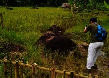 Menelusuri Jejak Salakanagara, Folklor Gajah Gumarang dan Asal Usul Nama Kecamatan Saketi Kabupaten Pandeglang Mencuat
