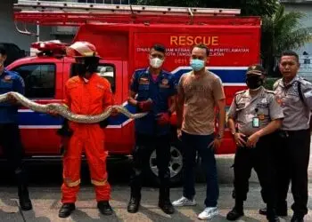 Ular Sanca Panjang Empat Meter Melilit di Troli, Karyawan Gempar