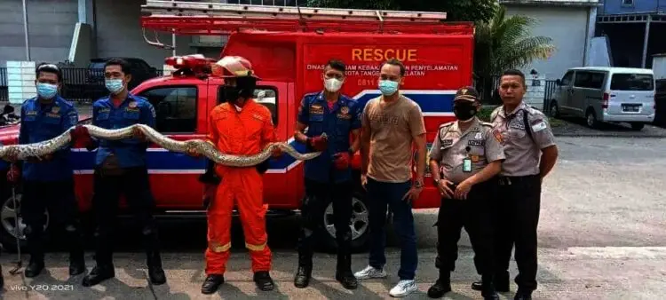 Ular Sanca Panjang Empat Meter Melilit di Troli, Karyawan Gempar
