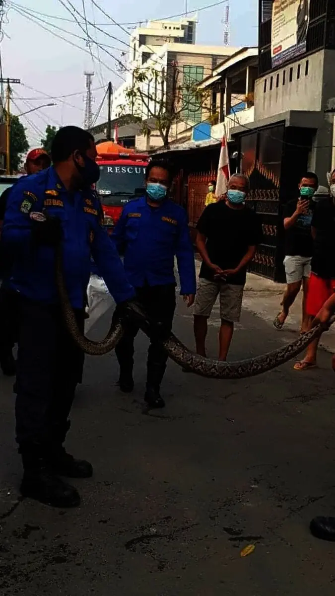 Ular Piton Sepanjang 4 Meter Gegerkan Warga Pengayoman Tangerang