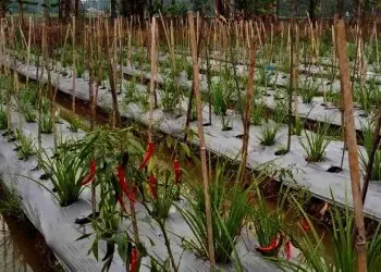 Harga Cabai Anjlok, Petani di Kabupaten Serang Merugi