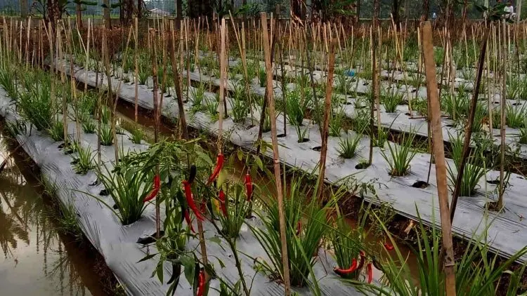 Harga Cabai Anjlok, Petani di Kabupaten Serang Merugi