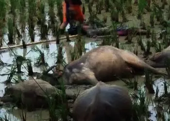 Polisi Sebut Ada Kabel Menjuntai Saat Penggembala dan Lima Ekor Kerbau di Lebak Tewas