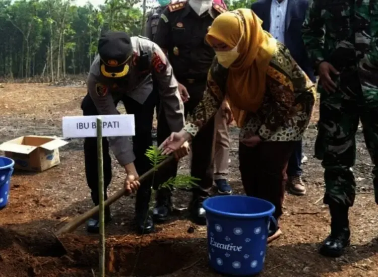 Gandeng Pihak Swasta, Bupati Irna Tanam 50.000 Bibit Sengon di Lahan Petani