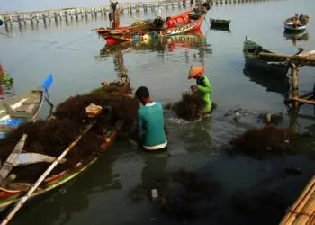 Permintaan Rumput Laut Tinggi, di Kabupaten Serang Harga Capai Rp 15 Ribu per Kg