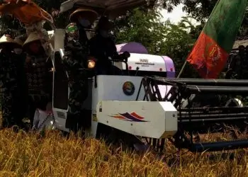 Produksi Padi di Kabupaten Serang Ditarget 530. 605 Ton