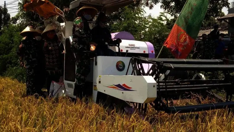 Produksi Padi di Kabupaten Serang Ditarget 530. 605 Ton