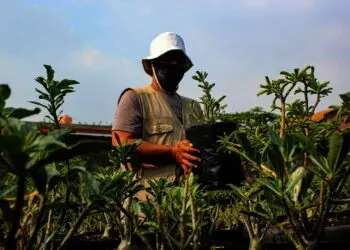 Potret Budidaya Tanaman Adenium di Kota Tangerang