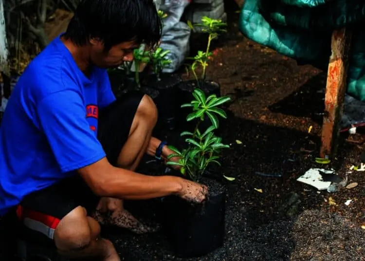 Potret Budidaya Tanaman Adenium di Kota Tangerang