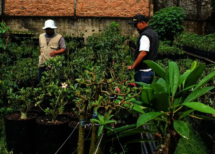 Potret Budidaya Tanaman Adenium di Kota Tangerang
