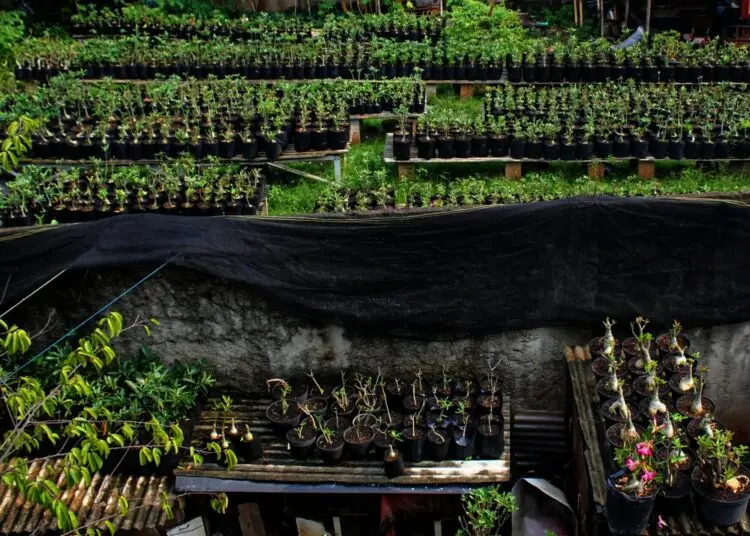 Potret Budidaya Tanaman Adenium di Kota Tangerang