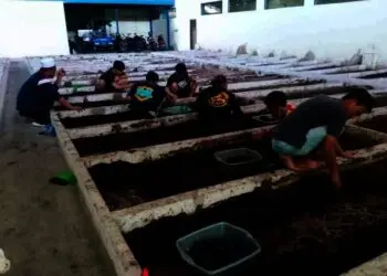 Kisah Komunitas Maggot, Sekali Panen Kantongi 150 Juta Rupiah