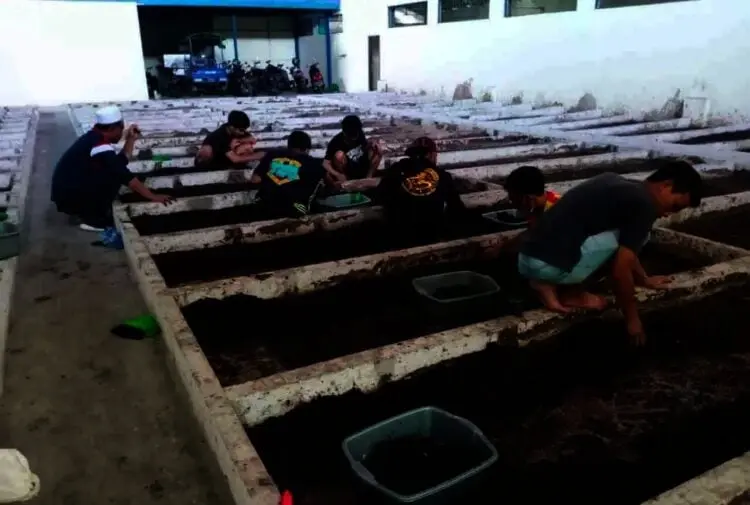 Kisah Komunitas Maggot, Sekali Panen Kantongi 150 Juta Rupiah