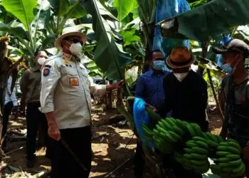Gubernur Wahidin Panen Pisang di Lebak, Sebut Prospeknya Bagus