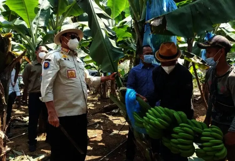 Gubernur Wahidin Panen Pisang di Lebak, Sebut Prospeknya Bagus