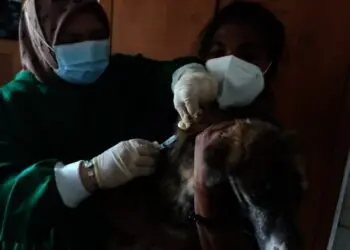 Antisipasi Rabies, Puskeswan Kabupaten Serang Gelar Vaksinasi Hewan Peliharaan