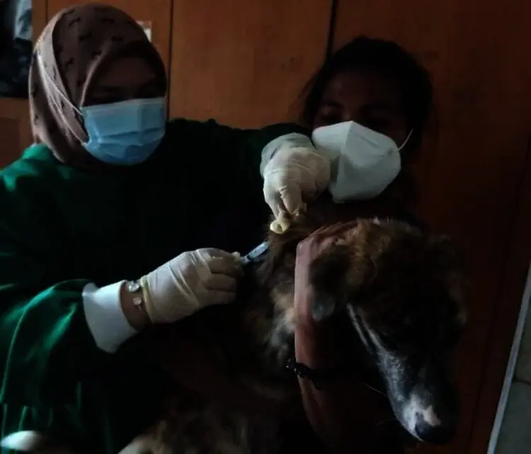 Antisipasi Rabies, Puskeswan Kabupaten Serang Gelar Vaksinasi Hewan Peliharaan