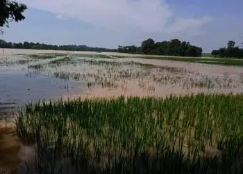 Ratusan Hektar Sawah di Tunjung Teja Terendam Banjir