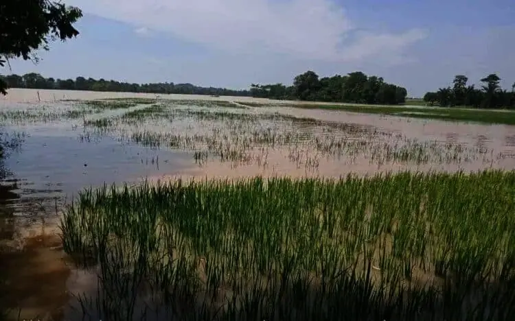 Ratusan Hektar Sawah di Tunjung Teja Terendam Banjir