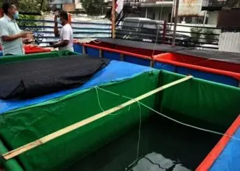 ‘Kutil’ dari Cimone Datangkan Untung, Sudah Ada Pesanan dari Malaysia
