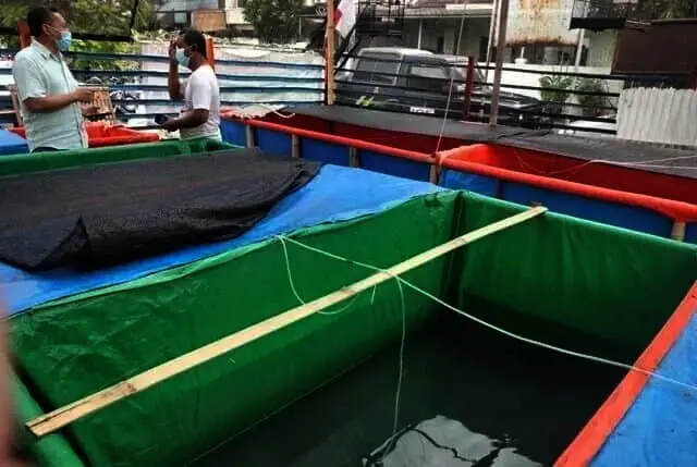 ‘Kutil’ dari Cimone Datangkan Untung, Sudah Ada Pesanan dari Malaysia