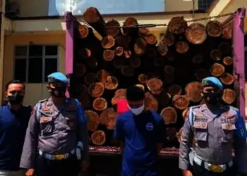 Maling Pohon Akasia, Oknum  Anggota BPD di Lebak Diciduk Polisi, Segini Nilai Kerugiannya