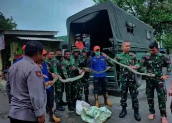 Hii...Muncul Dua Ekor Ular Sanca di Tengah Banjir Lebak