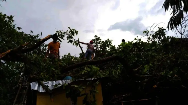 Dihempas Angin Kencang, Pohon Besar Tumbang Menimpa Rumah di Cikande
