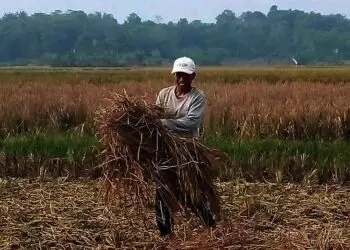 Petani di Cikeusal Berinovasi Membuat Pupuk dari Jerami