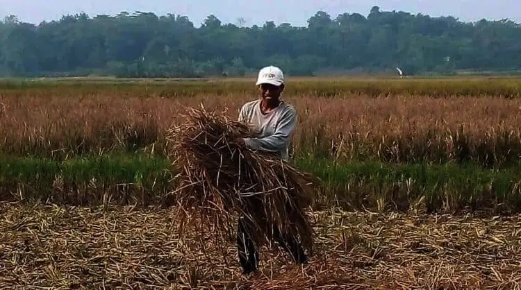 Petani di Cikeusal Berinovasi Membuat Pupuk dari Jerami