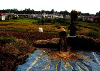 Petani memanen padinya secara tradisional. (ISTIMEWA)