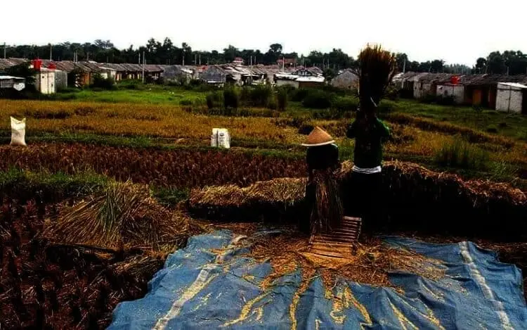 Pupuk Kimia Dibatasi, Petani di Kabupaten Serang Disarankan Gunakan Pupuk Organik